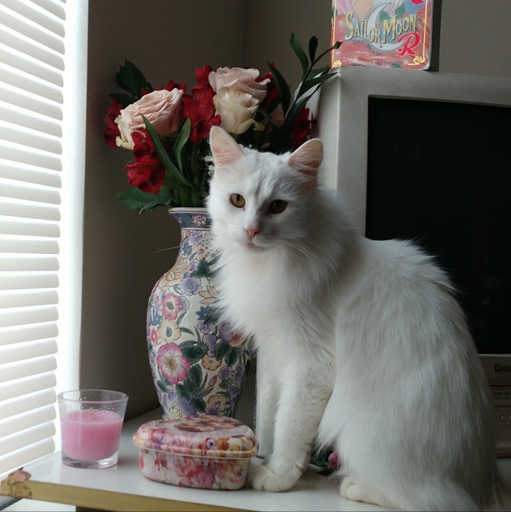 Meet your Posher, Jasmine